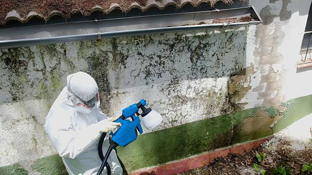 Trusted Mold Removal service in Monmouth Beach, NJ - Cheap Mold Removal